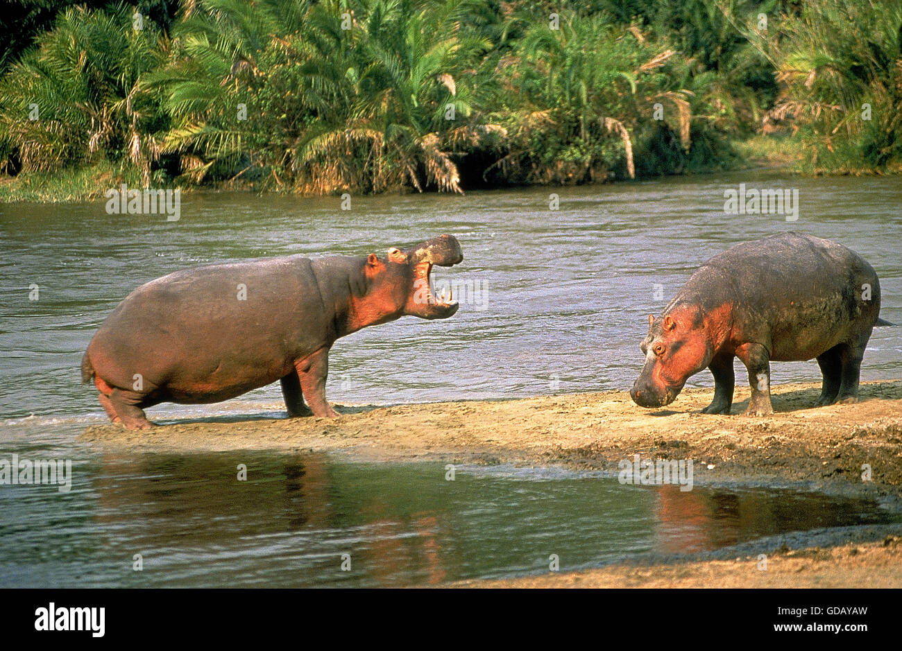 HIPPOPOTAMUS Hippopotamus amphibius, PAIRE À MARA, KENYA Banque D'Images