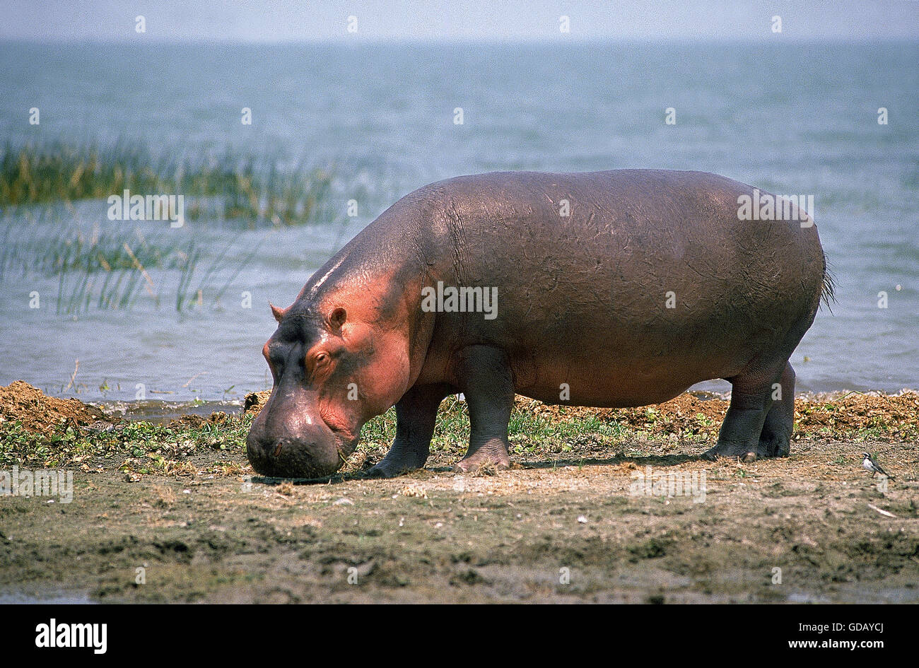 HIPPOPOTAMUS Hippopotamus amphibius, ADULTE QUI À CÔTÉ DU LAC, AU KENYA Banque D'Images