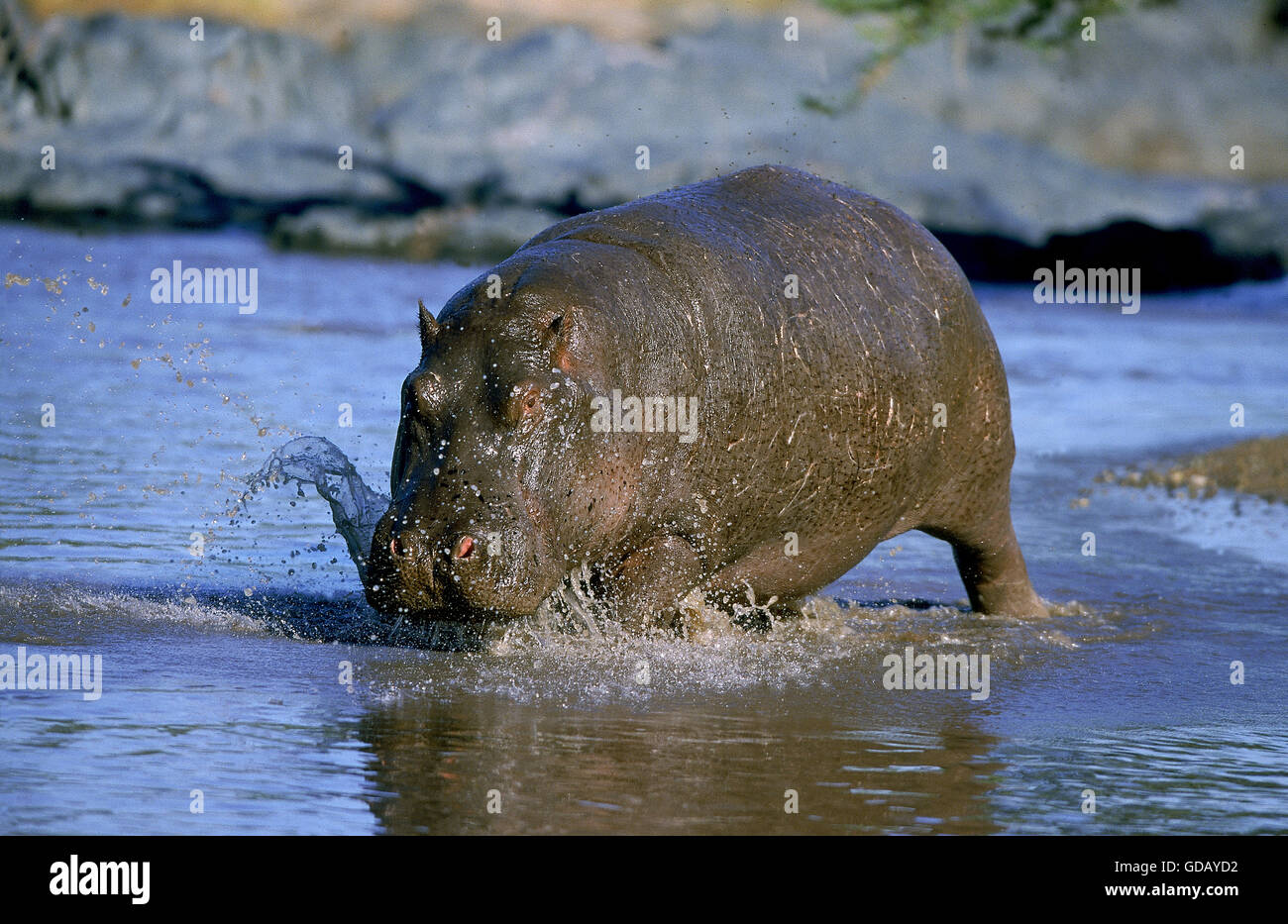 HIPPOPOTAMUS Hippopotamus amphibius, ADULTE DANS LA RIVIÈRE MARA, KENYA Banque D'Images