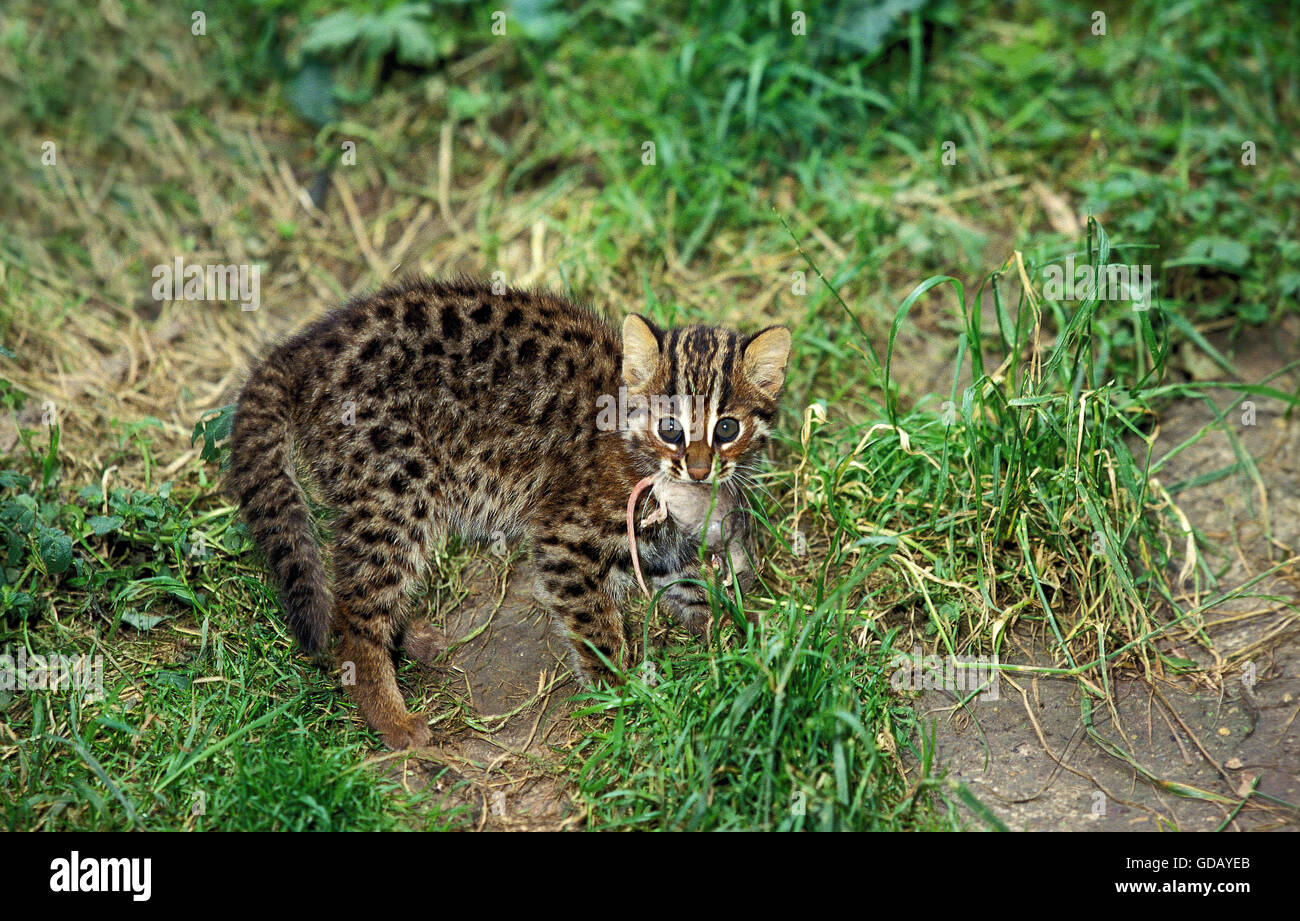 Chat-léopard, Prionailurus bengalensis, Cub avec la souris dans la bouche Banque D'Images