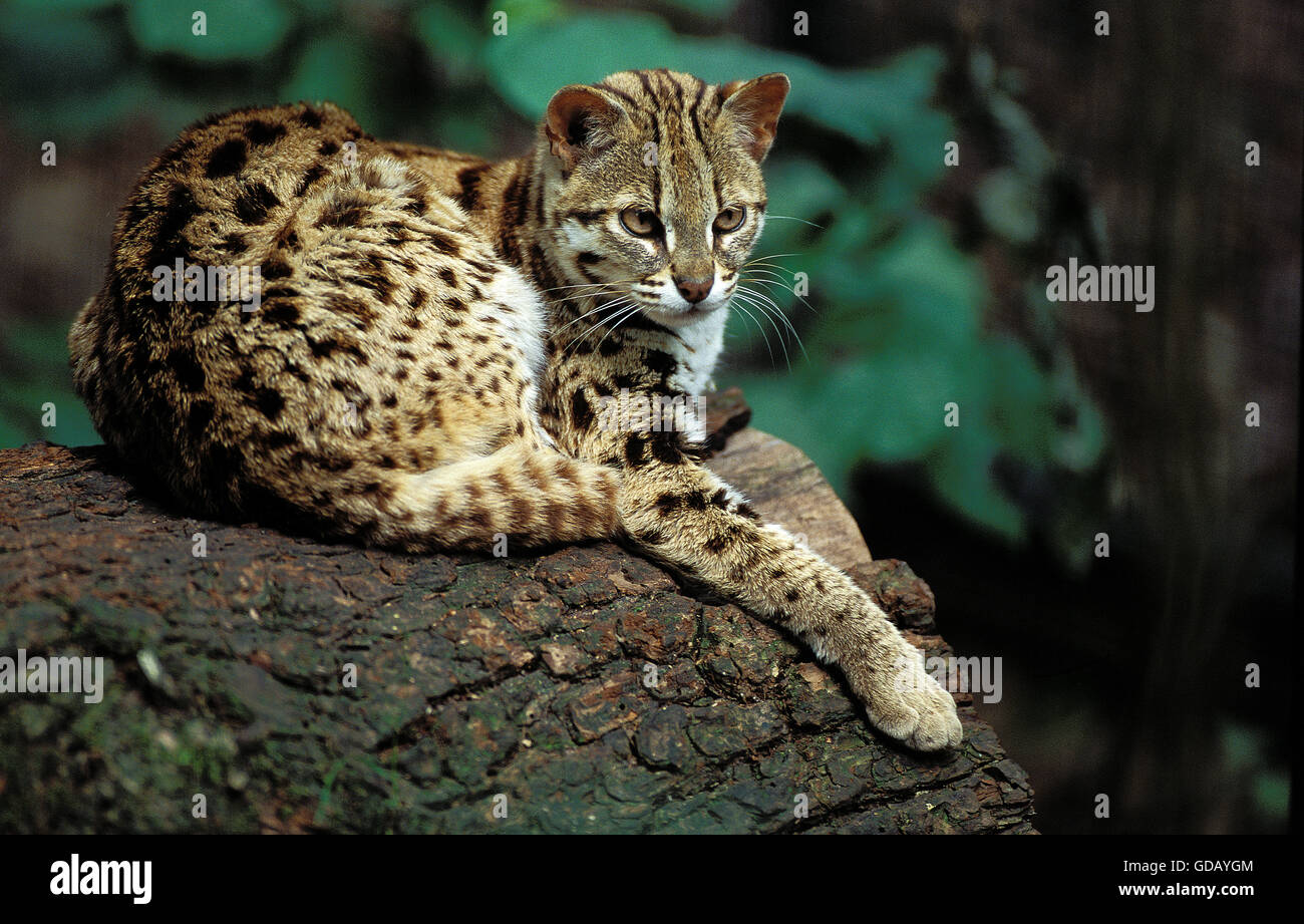 Chat-léopard Prionailurus bengalensis, ADULTE REPOSANT SUR souche d'arbre Banque D'Images