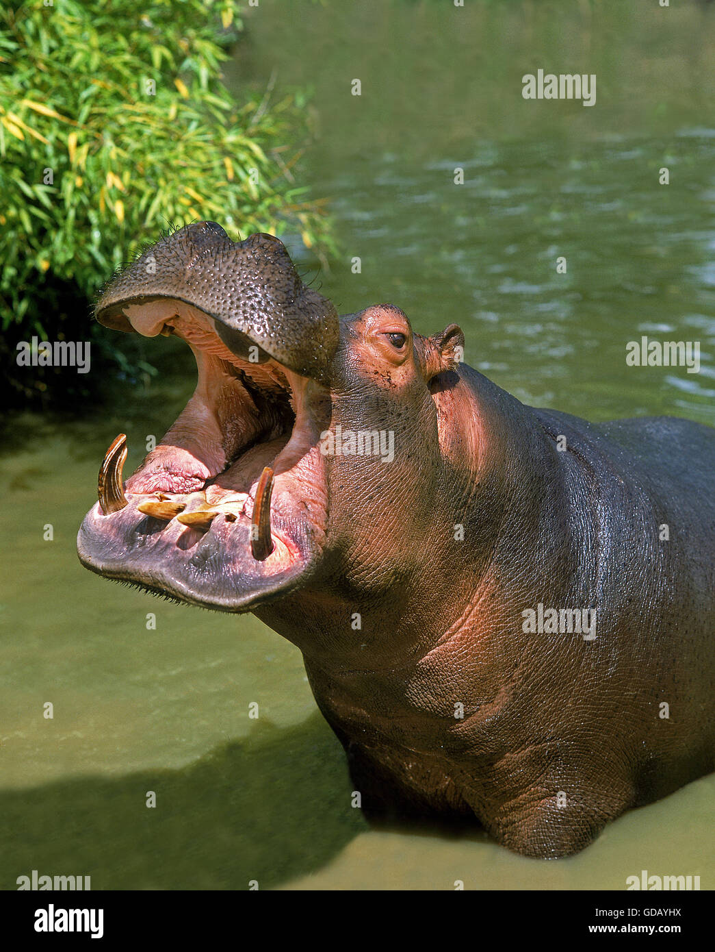 Hippopotame, Hippopotamus amphibius, bâillements adultes, avec la bouche ouverte Banque D'Images