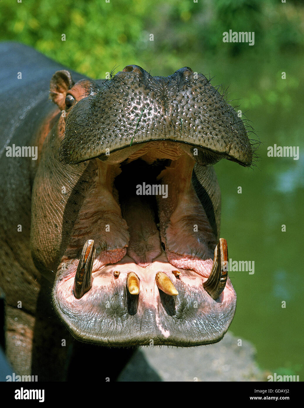 Hippopotame, Hippopotamus amphibius, bâillements adultes, avec la bouche ouverte Banque D'Images