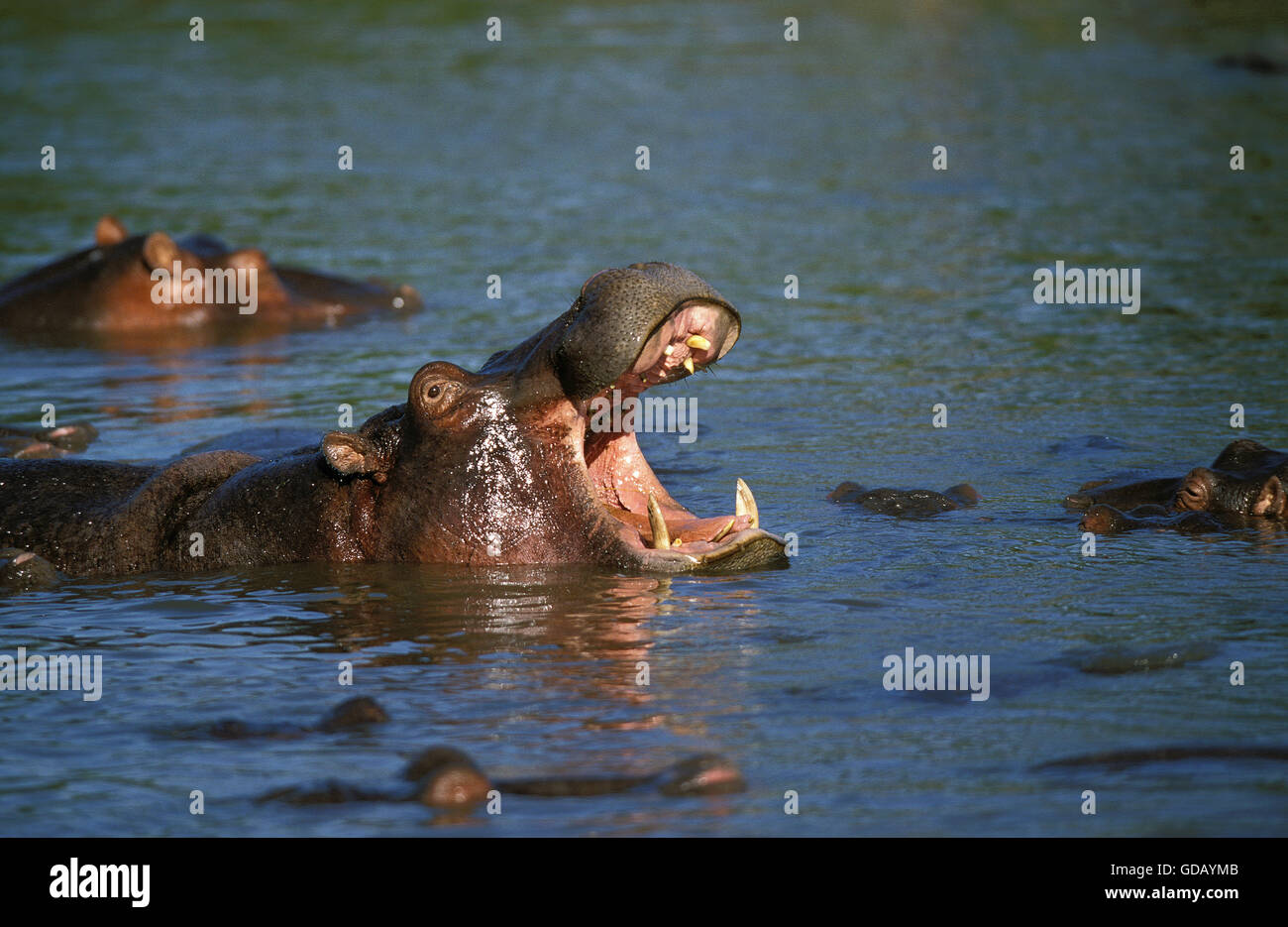 Hippopotame, Hippopotamus amphibius dans la rivière Mara, bâillements, parc de Masai Mara au Kenya Banque D'Images