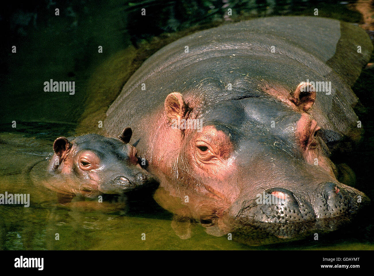 Hippopotame, Hippopotamus amphibius, mère et son veau de rivière, parc de Masai Mara au Kenya Banque D'Images