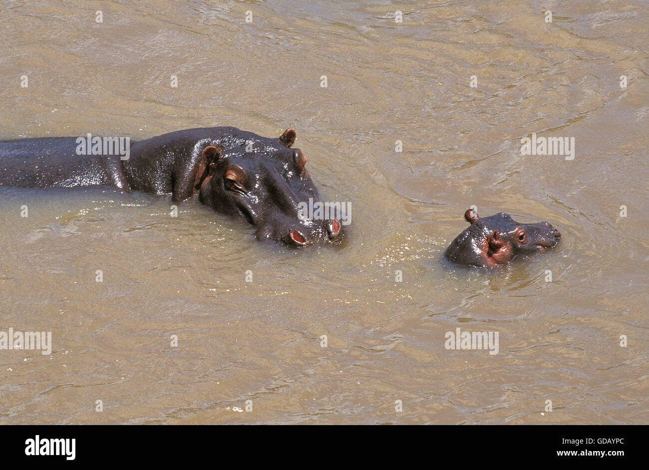 Hippopotame, Hippopotamus amphibius, mère et son veau de rivière, parc de Masai Mara au Kenya Banque D'Images