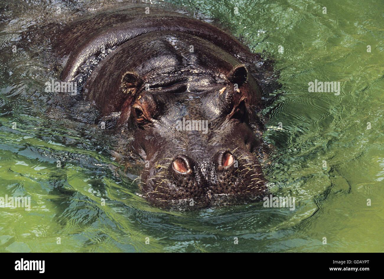 Hippopotame, Hippopotamus amphibius, chef de l'eau sortant d'Adultes Banque D'Images