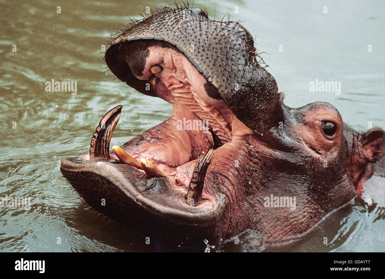 Hippopotame, Hippopotamus amphibius, des profils avec la bouche ouverte Banque D'Images