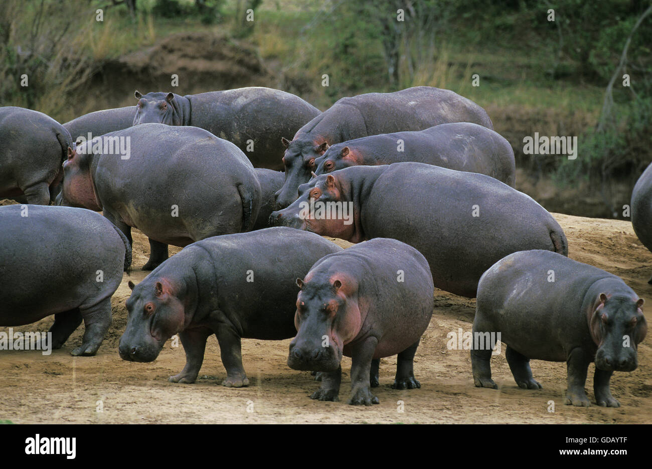Hippopotame, Hippopotamus amphibius, groupe près de la rivière Mara, Kenya Banque D'Images