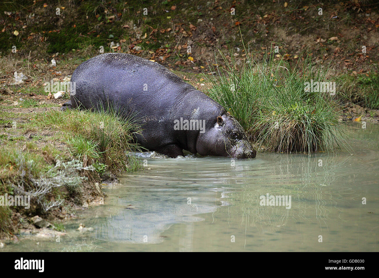 L'hippopotame pygmée Choeropsis liberiensis, Adulte, entrer dans l'eau Banque D'Images