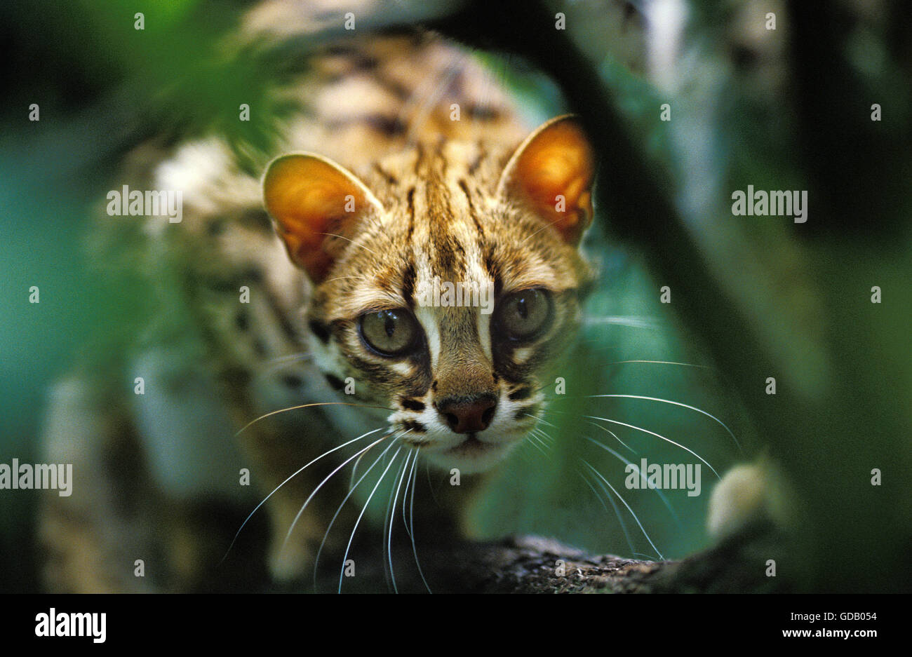 Chat-léopard, Prionailurus bengalensis, camouflée des profils Banque D'Images