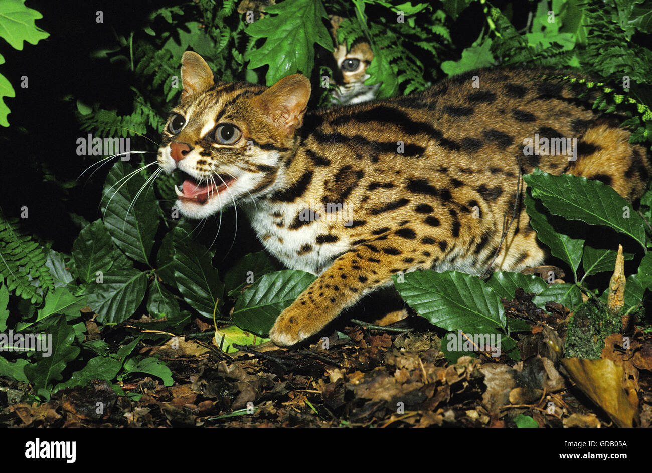 Chat-léopard, Prionailurus bengalensis, Femme avec Cub Banque D'Images