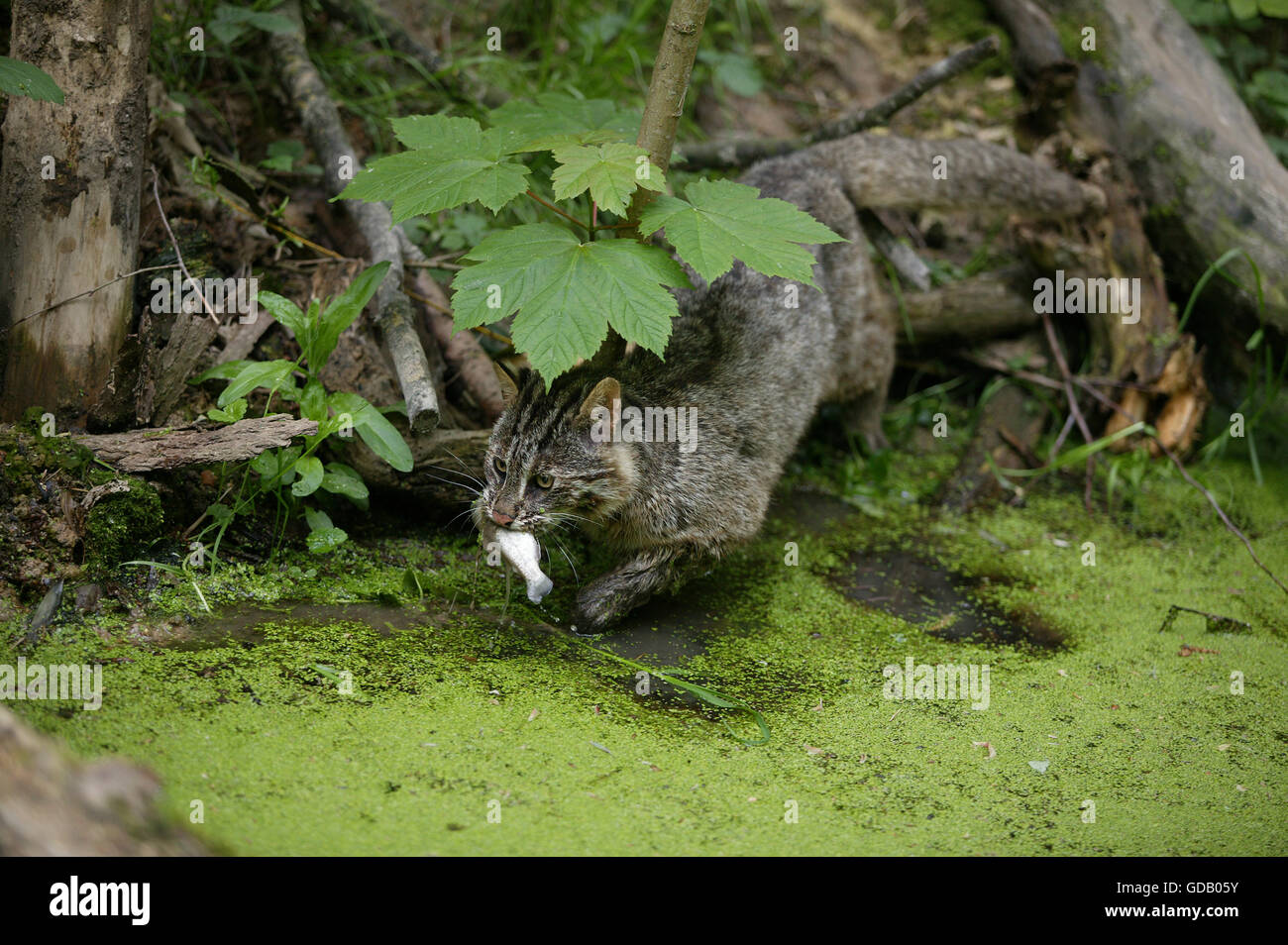 Chat-léopard, Prionailurus bengalensis, la pêche, la capture de poissons adultes Banque D'Images