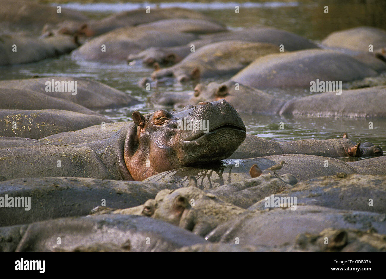 Hippopotame, Hippopotamus amphibius, grand groupe au Parc des Virunga au Congo Banque D'Images