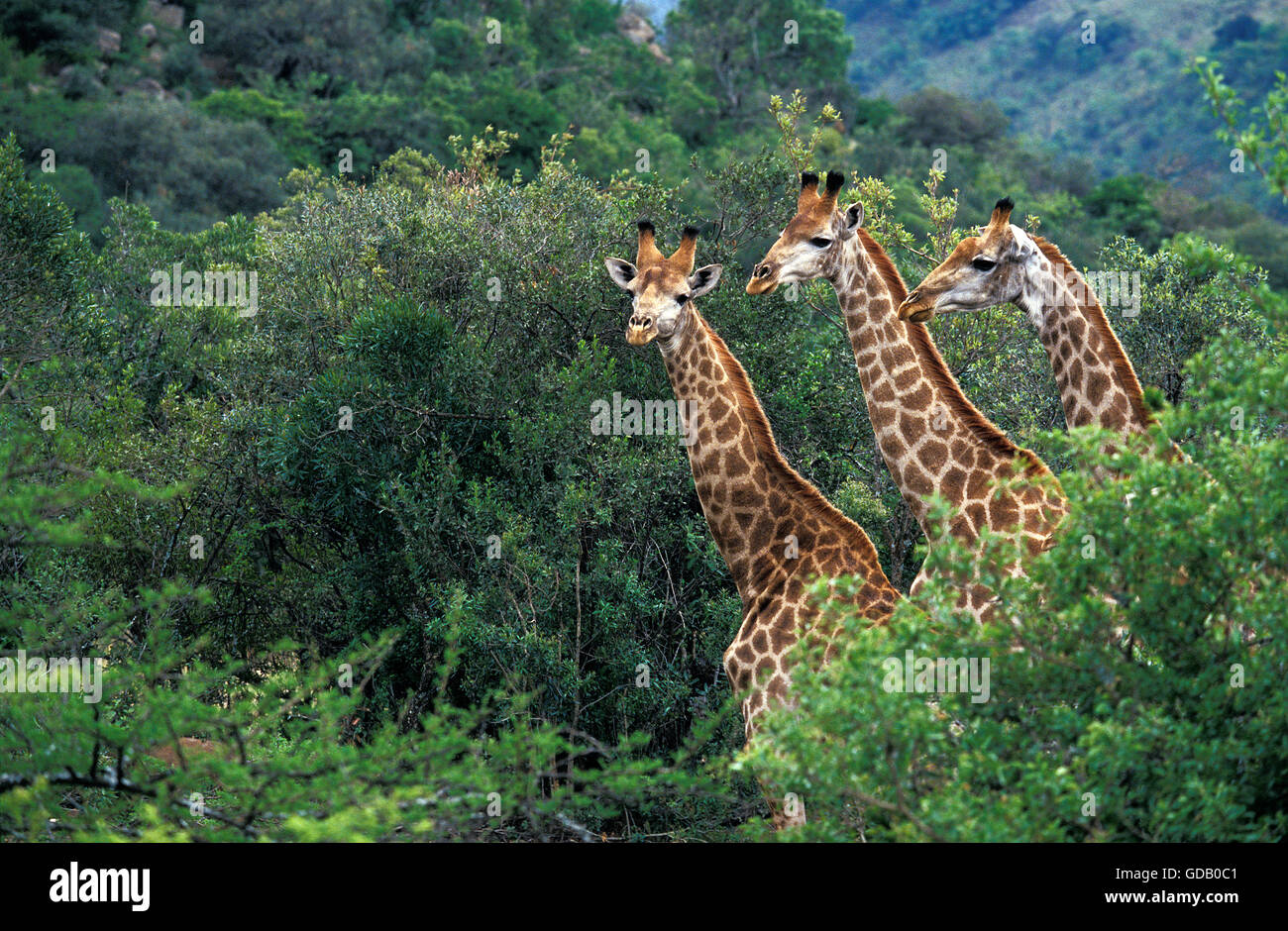 Rothschild, Giraffe Giraffa camelopardalis rothschildi, Herb sortant d'arbres, Kenya Banque D'Images