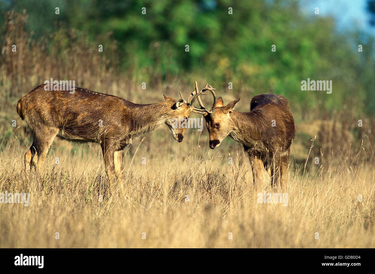 Barashingha Chevreuil ou cerf des marais, cervus duvauceli, lutte contre les hommes Banque D'Images