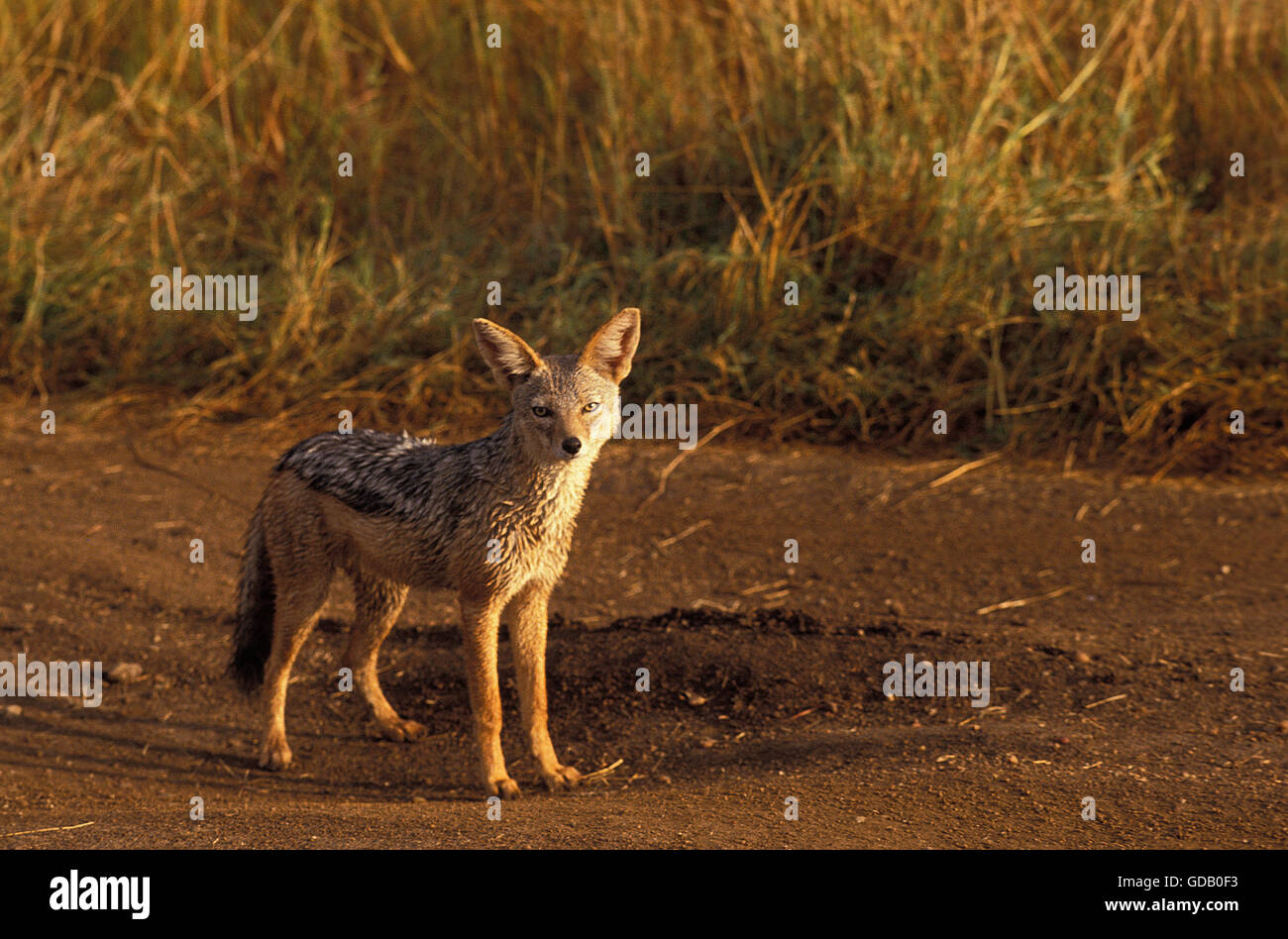 Soutenu noir chacal, canis mesomelas, des profils sur le sentier, parc de Masai Mara au Kenya Banque D'Images