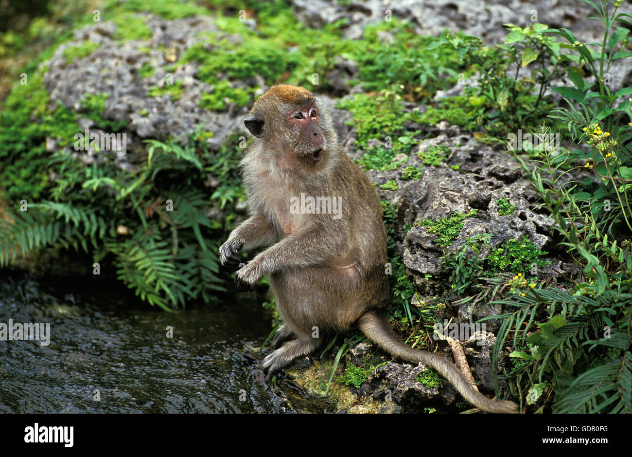Macaque à longue queue, Macaca fascicularis, près de l'eau Adultes Banque D'Images