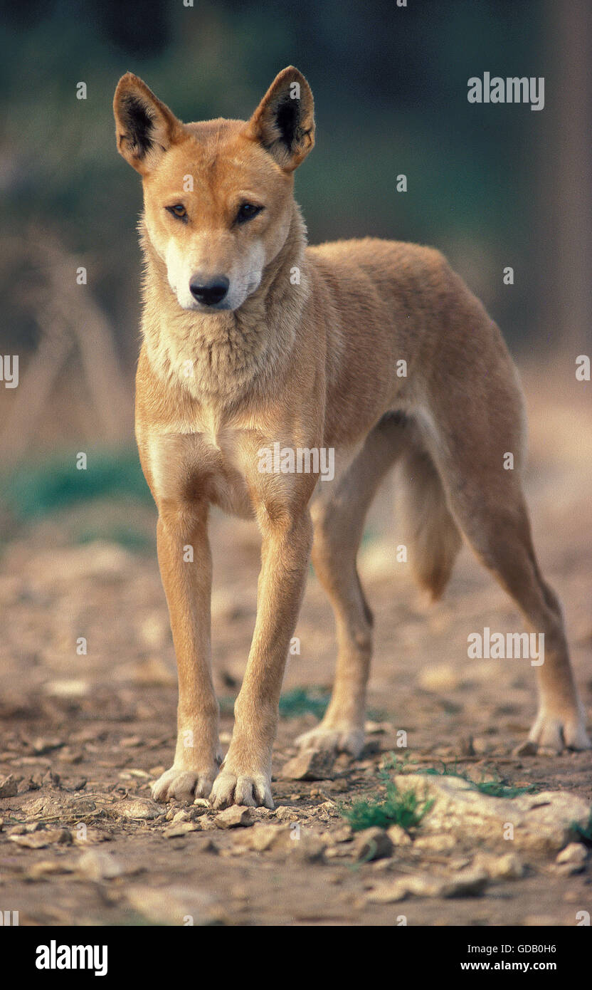 DINGO canis familiaris dingo, DES PROFILS Banque D'Images