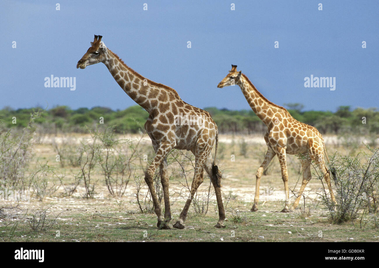 Rothschild, Giraffe Giraffa camelopardalis rothschildi, Lac Nakuru au Kenya Banque D'Images