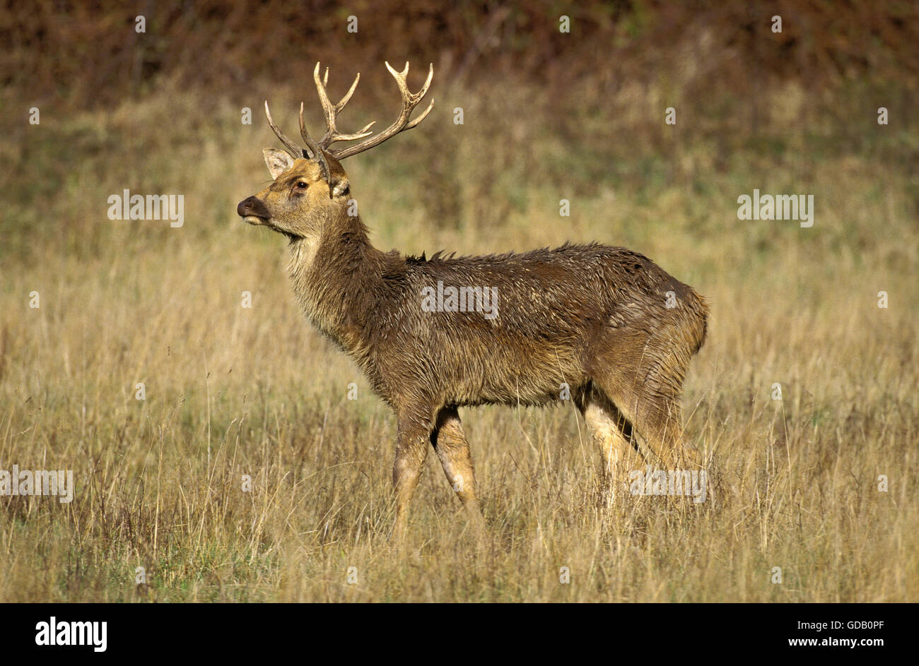 Barasingha Chevreuil ou cerf des marais, cervus duvauceli, homme Banque D'Images