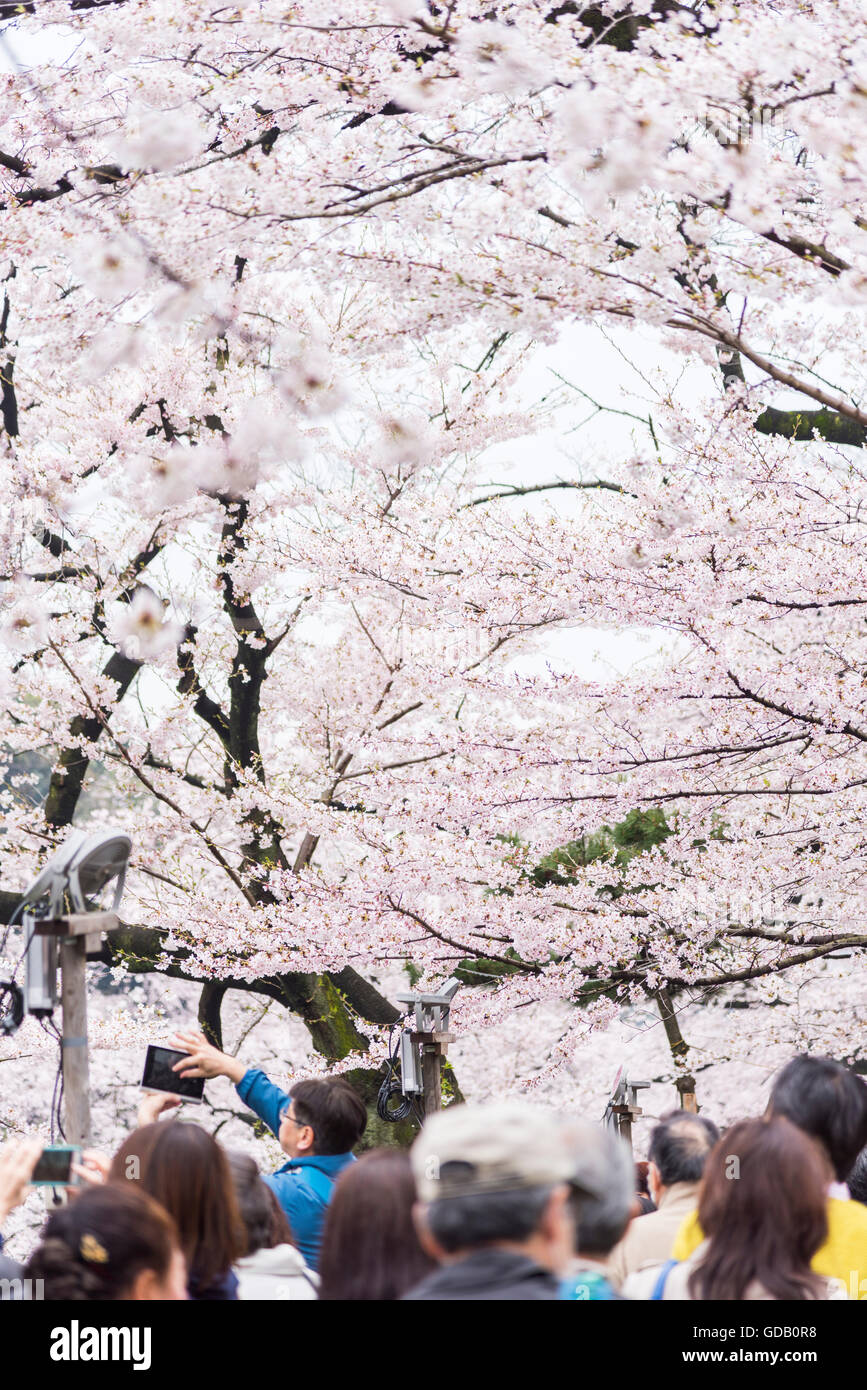 Fleur de cerisier,Chidorigafuchi,Chiyoda-Ku Tokyo,Japon, Banque D'Images