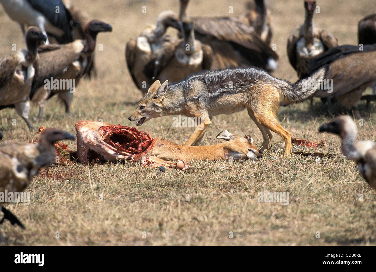 Le chacal à dos noir canis mesomelas AVEC DEAD IMPALA, parc de Masai Mara au Kenya Banque D'Images