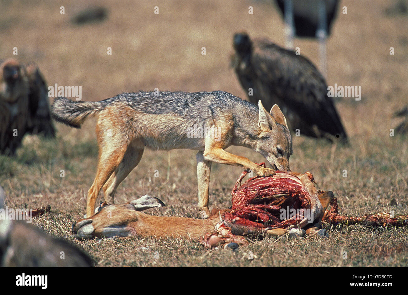 Le chacal à dos noir canis mesomelas AVEC DEAD IMPALA, parc de Masai Mara au Kenya Banque D'Images