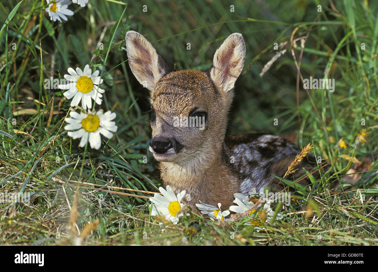 Chevreuil, Capreolus capreolus, fauve portant sur les fleurs Banque D'Images