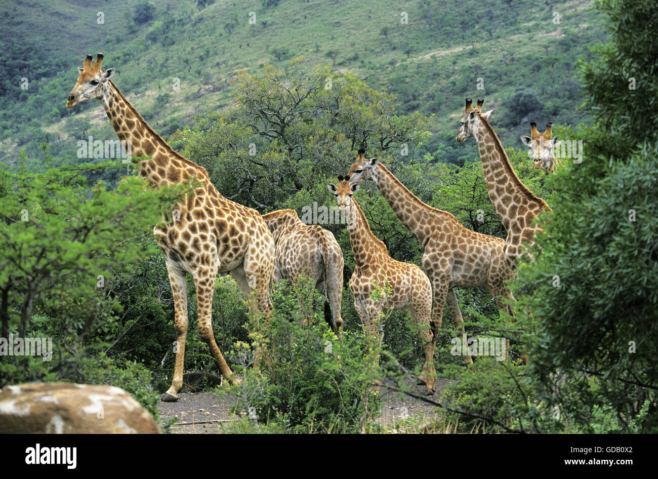Rothschild, Giraffe Giraffa camelopardalis rothschildi, Groupe avec les adultes et les jeunes, au Kenya Banque D'Images