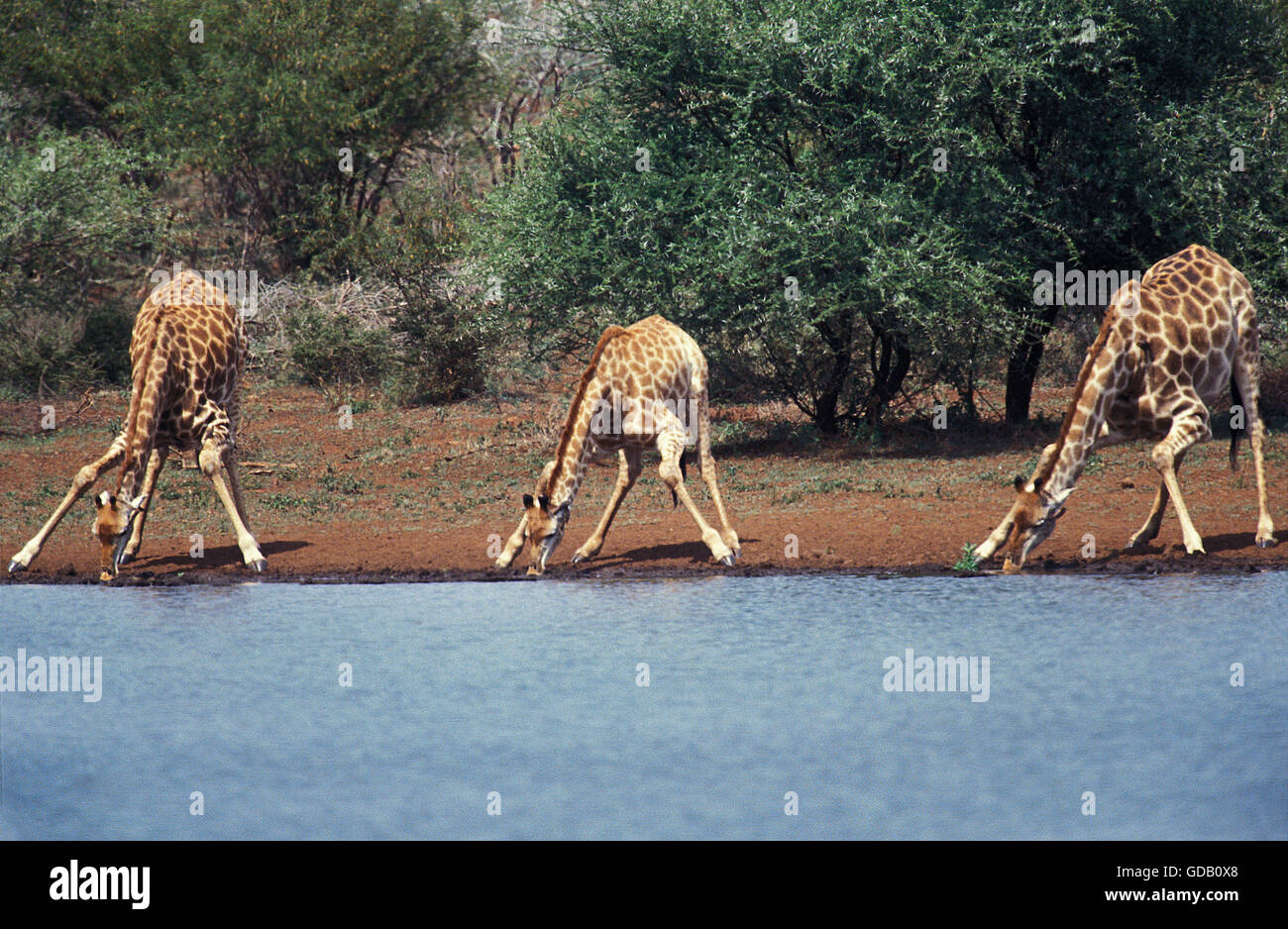 Rothschild, Giraffe Giraffa camelopardalis rothschildi, Groupe boire au fleuve, Kenya Banque D'Images