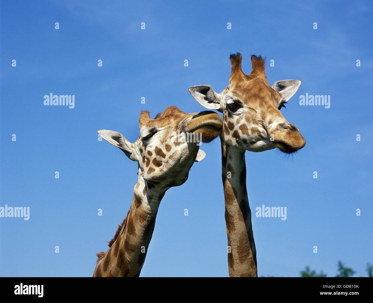 Rothschild, Giraffa camelopardalis rothschildi girafe Banque D'Images