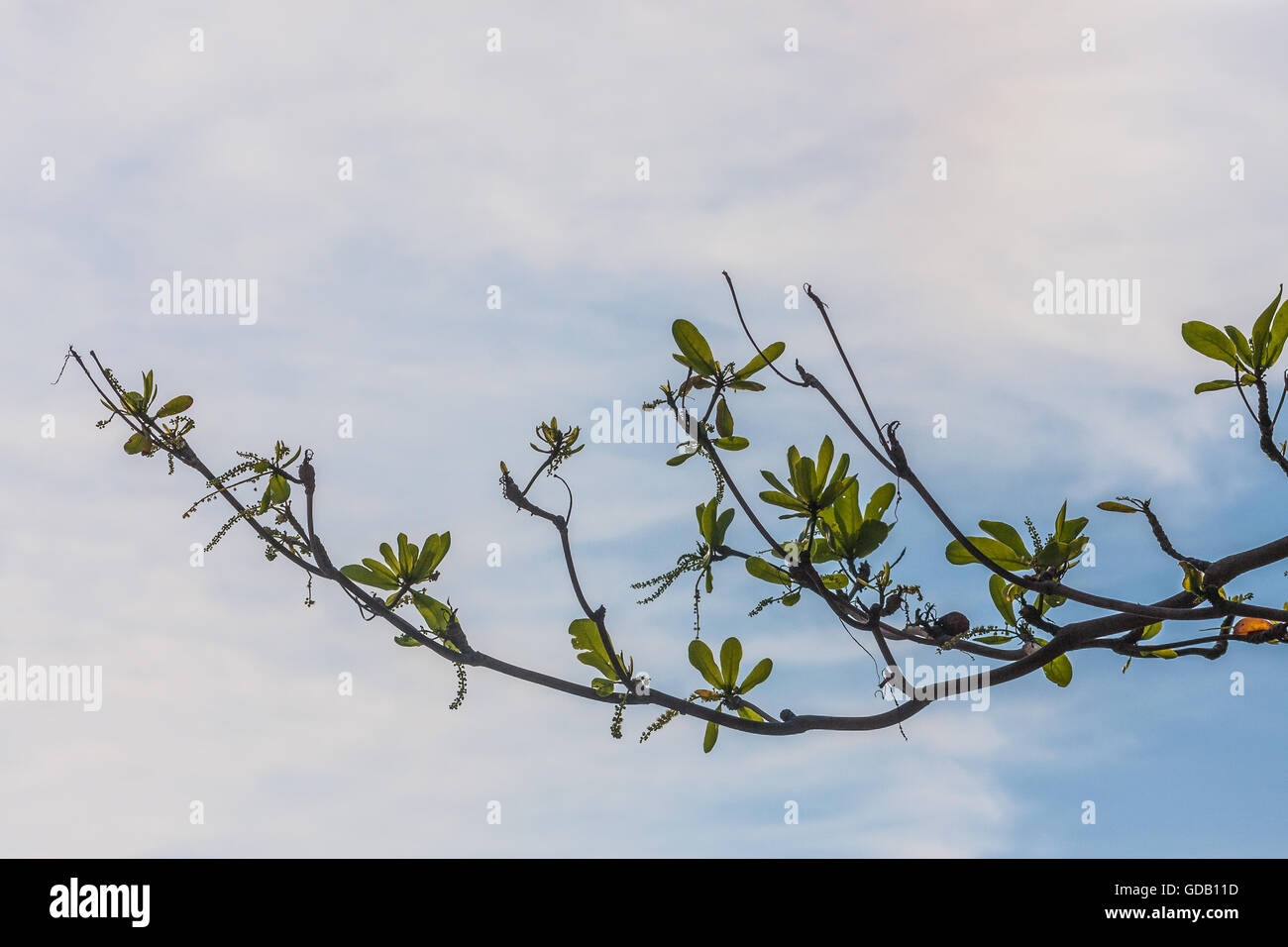 L'amande ou de plage de Malabar Banque D'Images
