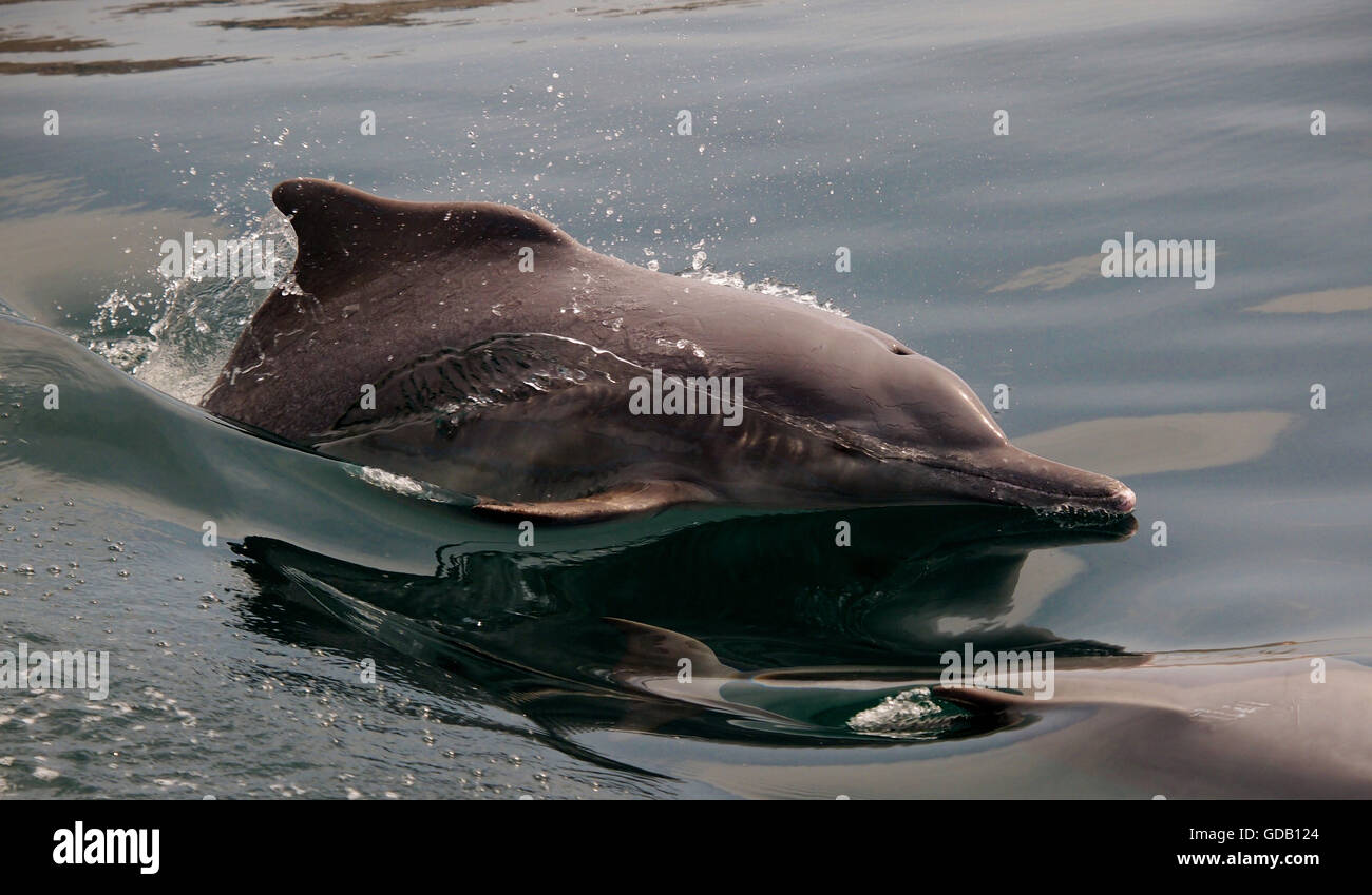 Dolphin,Oman,Musandan Banque D'Images