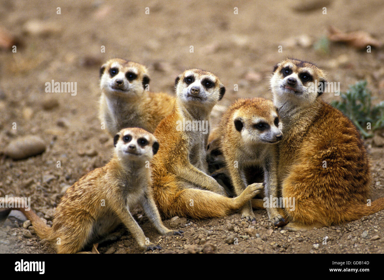 Meerkat, Lynx lynx, Groupe sur le sol Banque D'Images