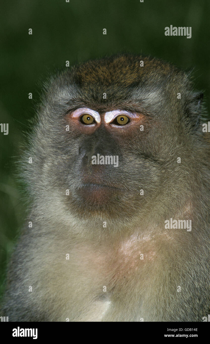 Macaque à longue queue, Macaca fascicularis, Portrait d'adulte Banque D'Images