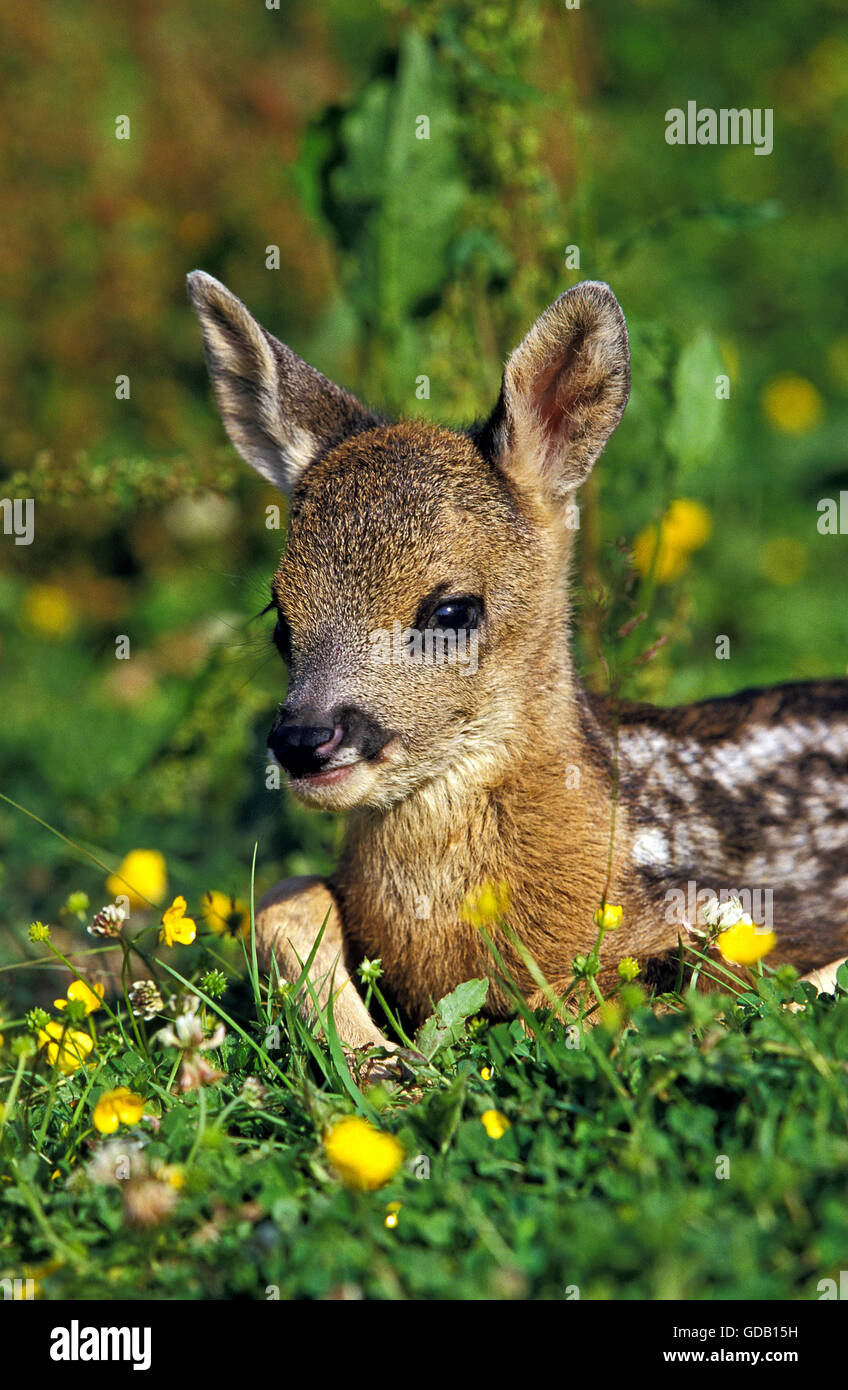 Chevreuil, Capreolus capreolus, fauve portant sur les fleurs Banque D'Images