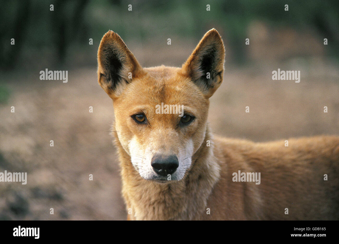 Dingo, canis familiaris dingo, Portrait d'adulte Banque D'Images