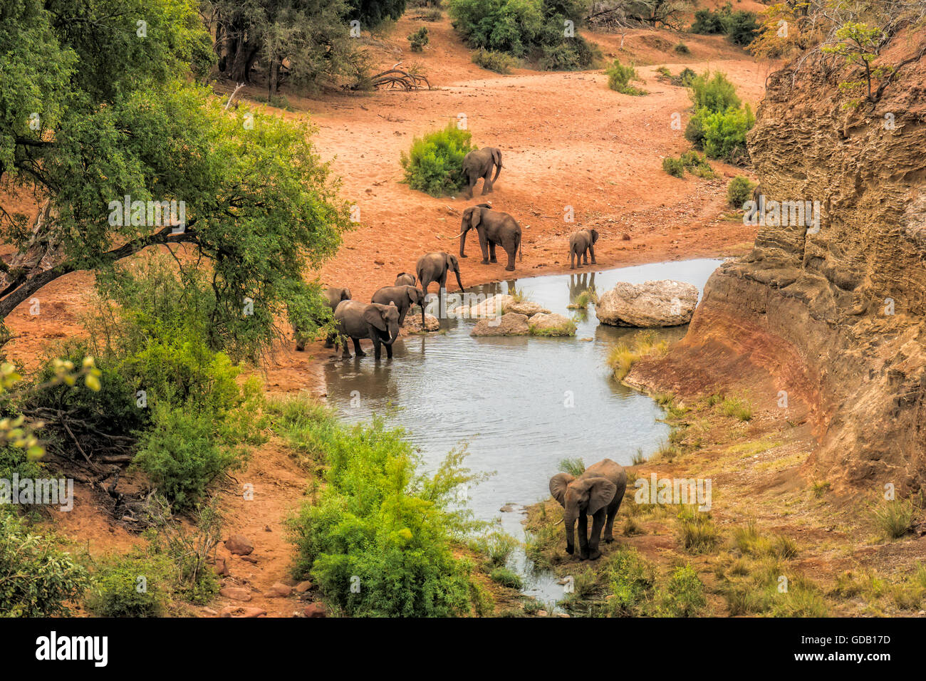 Les éléphants l'eau potable à la roche rouge vue dans le parc national Kruger Banque D'Images