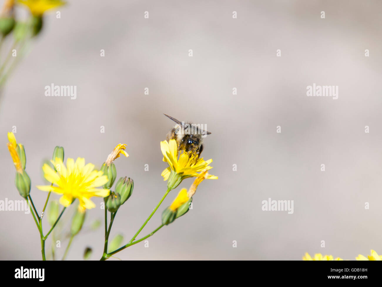 Bee s'envoler une fleur jaune Banque D'Images