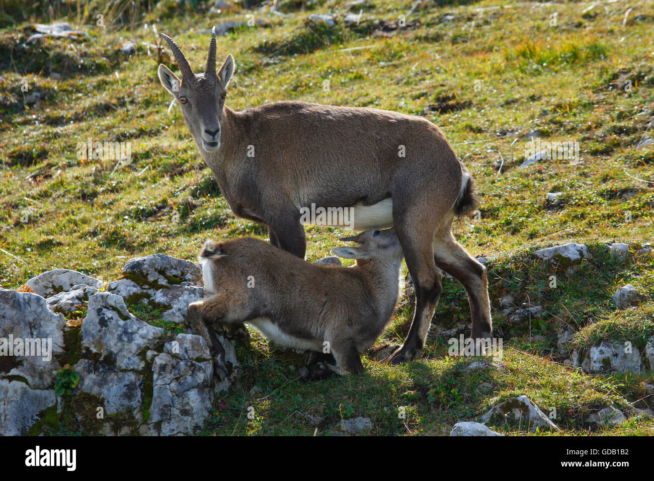 Capra ibex ibex,Suisse, Banque D'Images