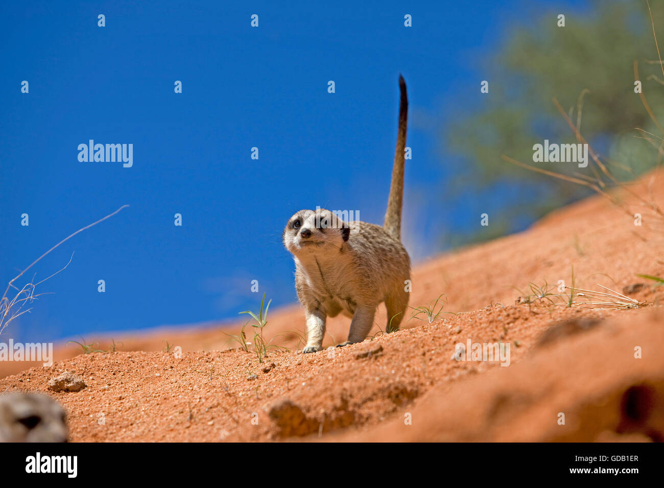 Meerkat, Lynx lynx, Adulte, en Namibie Banque D'Images