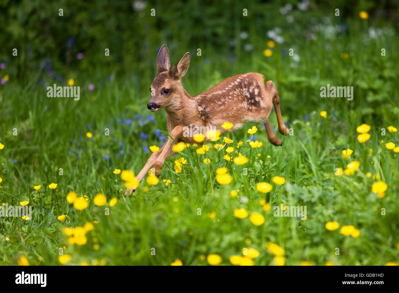 Chevreuil, Capreolus capreolus, Foan en fleurs, Normandie Banque D'Images