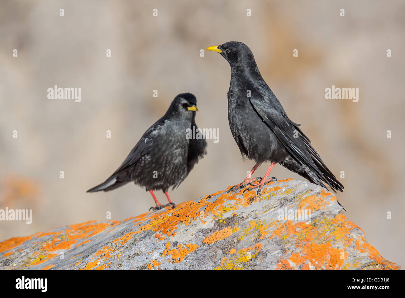 Alpine chough Pyrrhocorax graculus, Banque D'Images