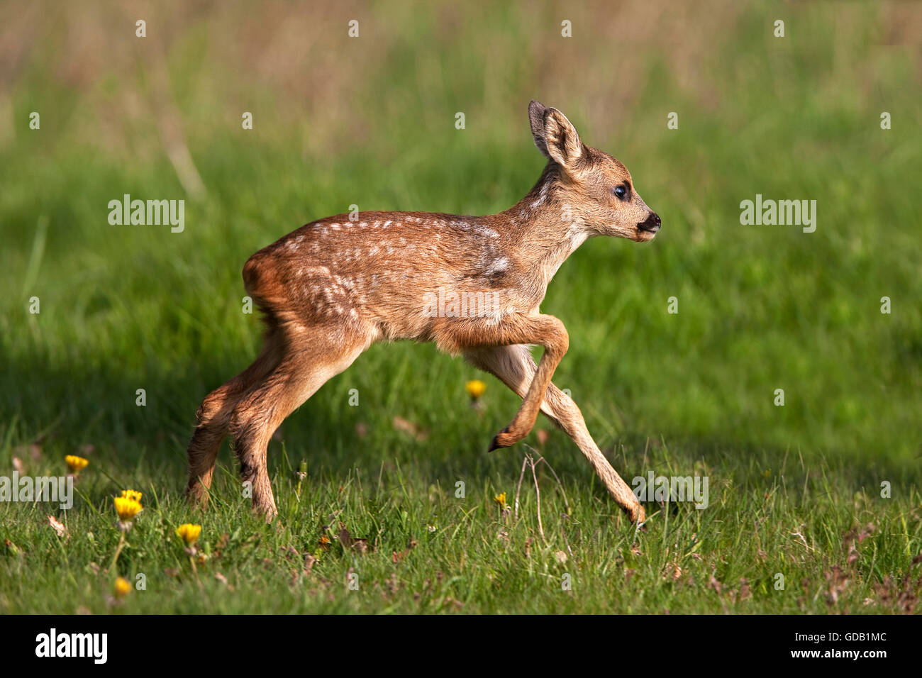 Chevreuil, Capreolus capreolus, fauve qui traverse un pré, Normandie Banque D'Images