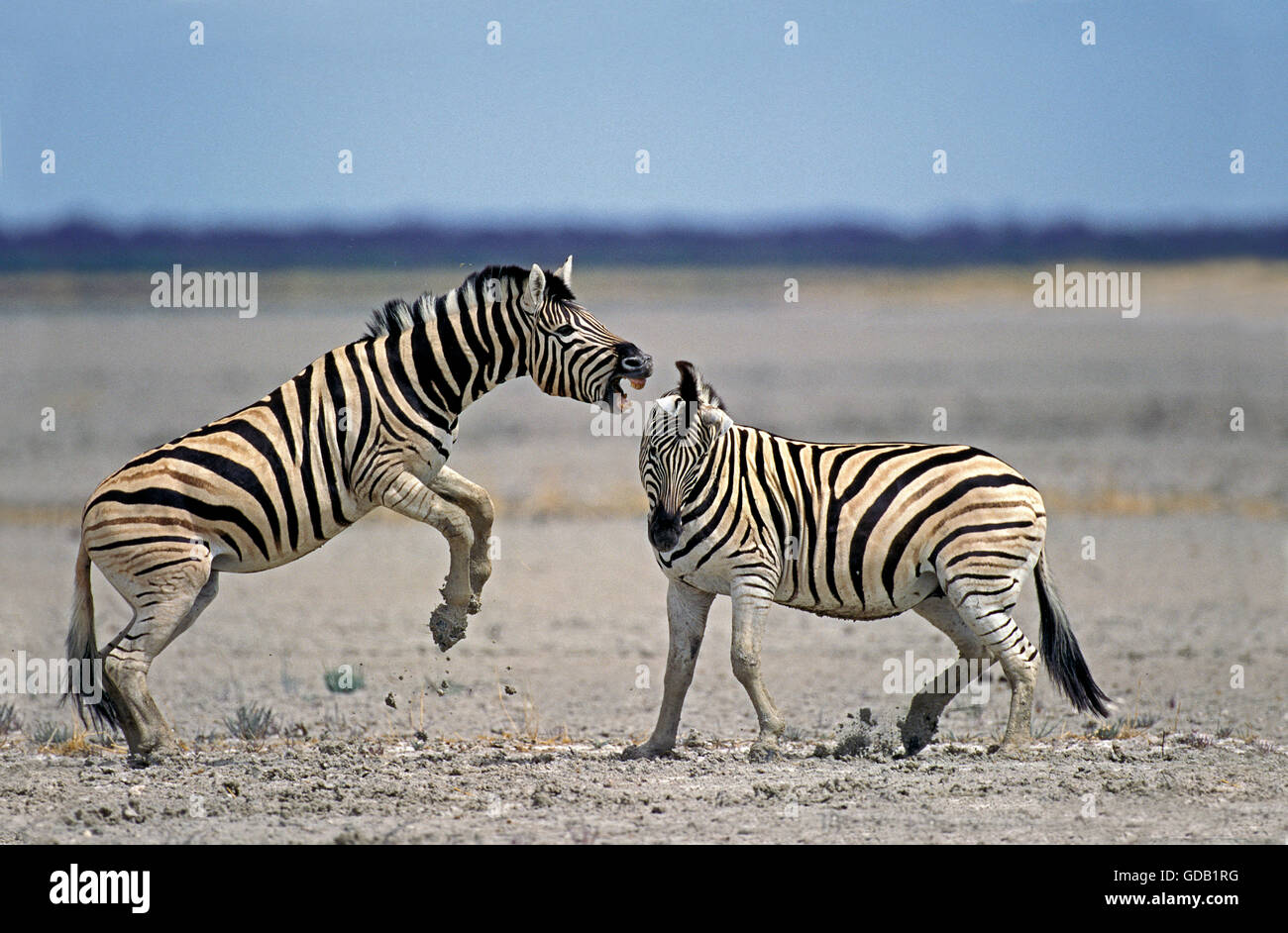 Le zèbre de Burchell, Equus burchelli, Etalons combats, parc Serengeti en Tanzanie Banque D'Images