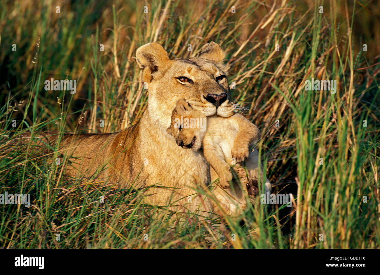 L'African Lion, Panthera leo, mère portant Cub dans sa bouche, le parc de Masai Mara au Kenya Banque D'Images