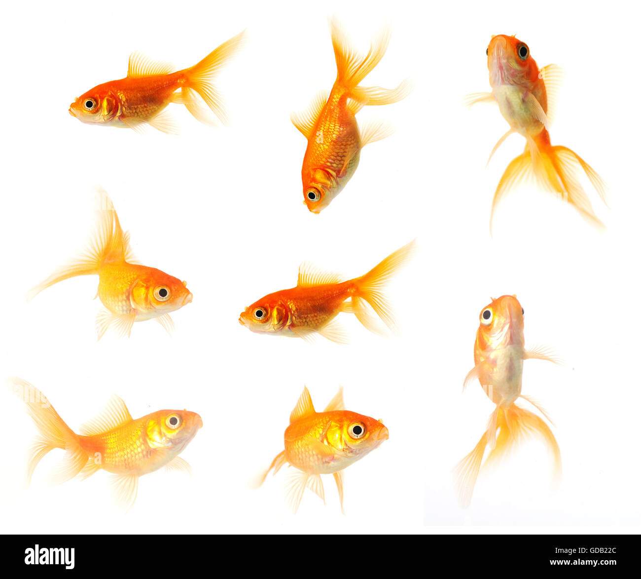 Collection de poisson rouge isolé sur blanc dans 24mp. Banque D'Images