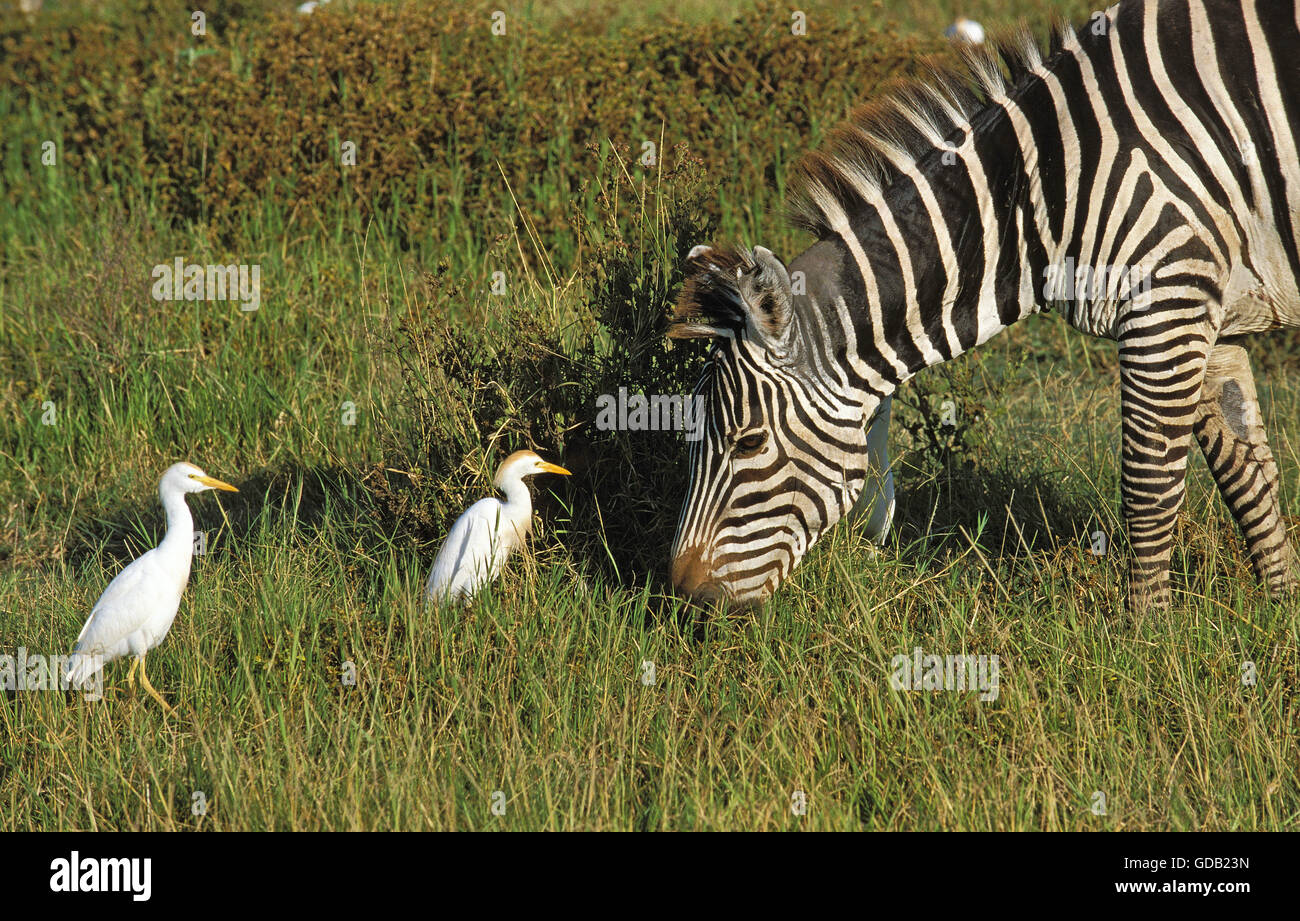 Le zèbre de Burchell, Equus burchelli, des profils avec des bovins, Egret Bubulcus ibis, Kenya Banque D'Images