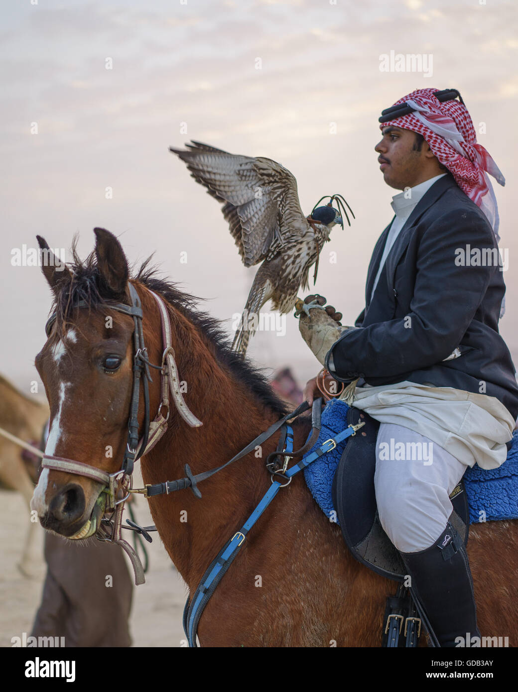 Hunter à cheval avec son falcon, au Qatar. Banque D'Images